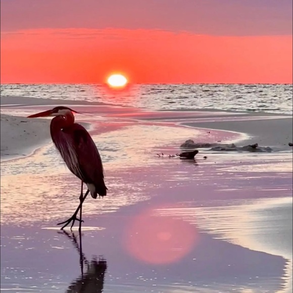 terri_browning